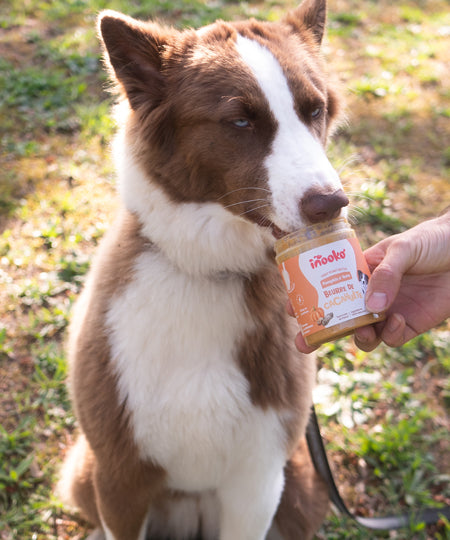    inooko-beurre-de-cacahuete-chien-Pumpkin-n-nuts