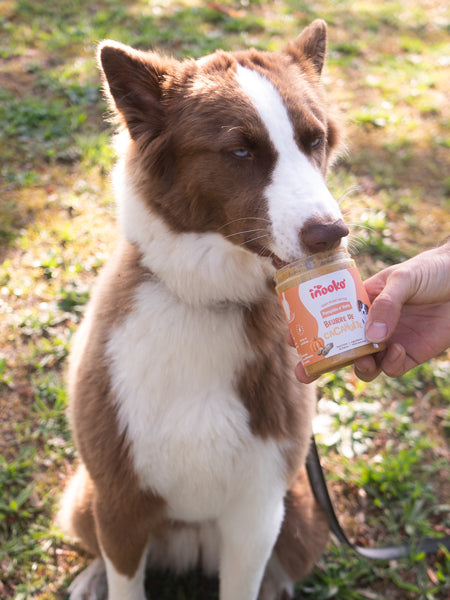    inooko-beurre-de-cacahuete-chien-Pumpkin-n-nuts