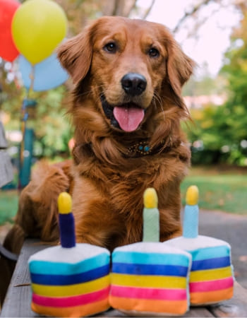 inooko-boutique-chien-fêter-l'anniversaire-de-mon-chien-450x300px