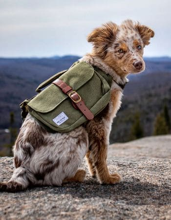 inooko-boutique-chien-sélection-aventurier-450x300px