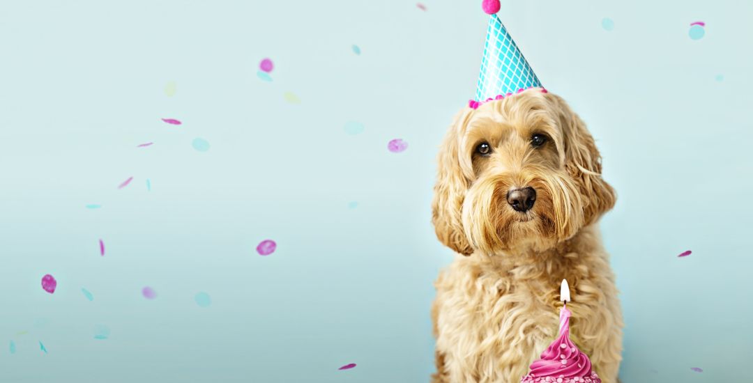 inooko-boutique-pour-chien-sélection-cadeau-anniversaire