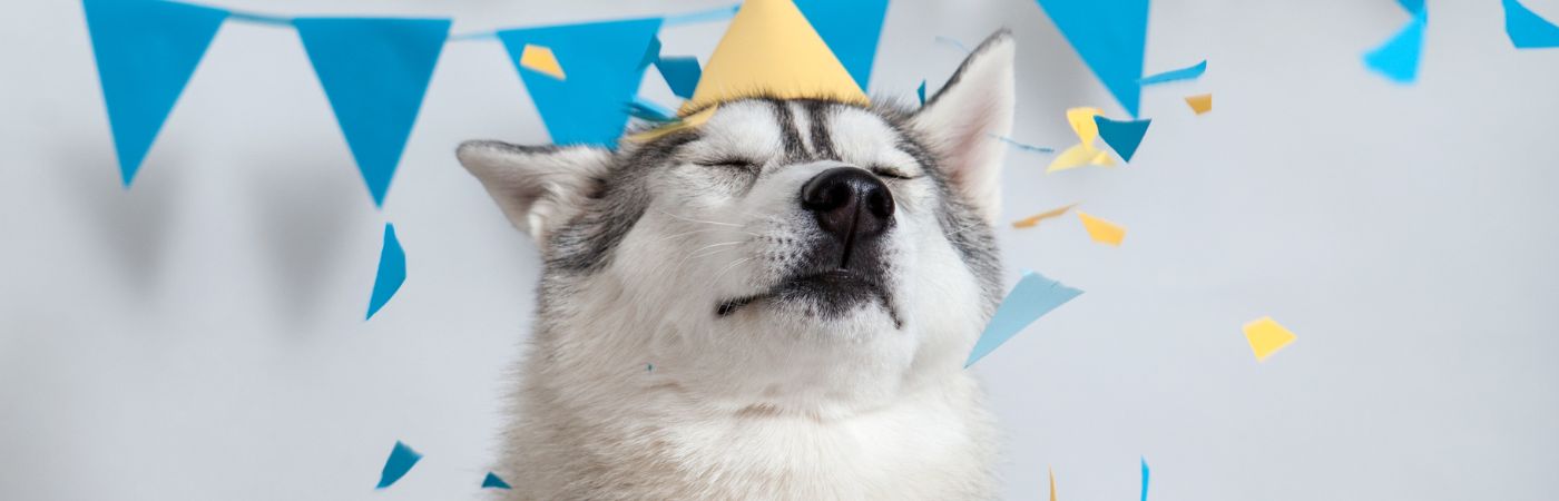 inooko-boutique-pour-chien-sélection-cadeau-anniversaire
