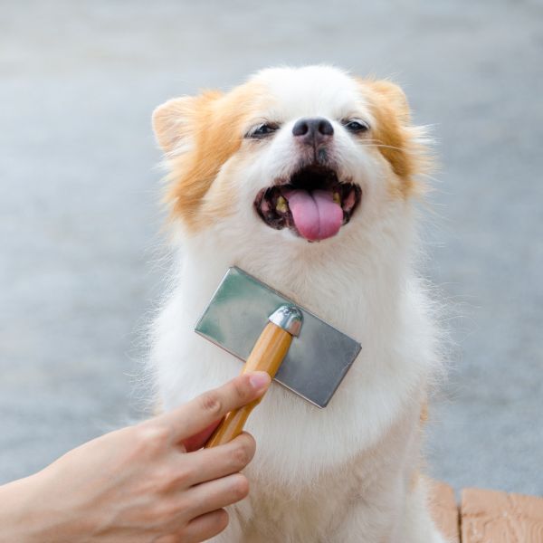 inooko-donner-le-bain-brosser-son-chien-mue-toilettage