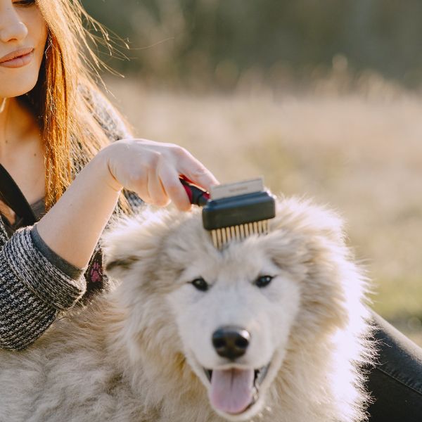 inooko-donner-le-bain-brosser-son-chien-mue-toilettage