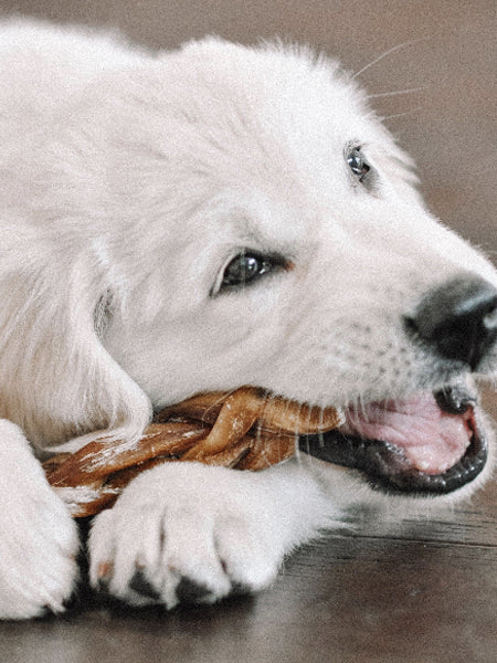 Bully stick - Nerf de boeuf - Friandises de Mastication pour chiens – inooko