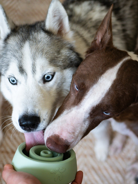 inooko-jouet-occupation-pour-chien-Yoomy-Wobble-vert