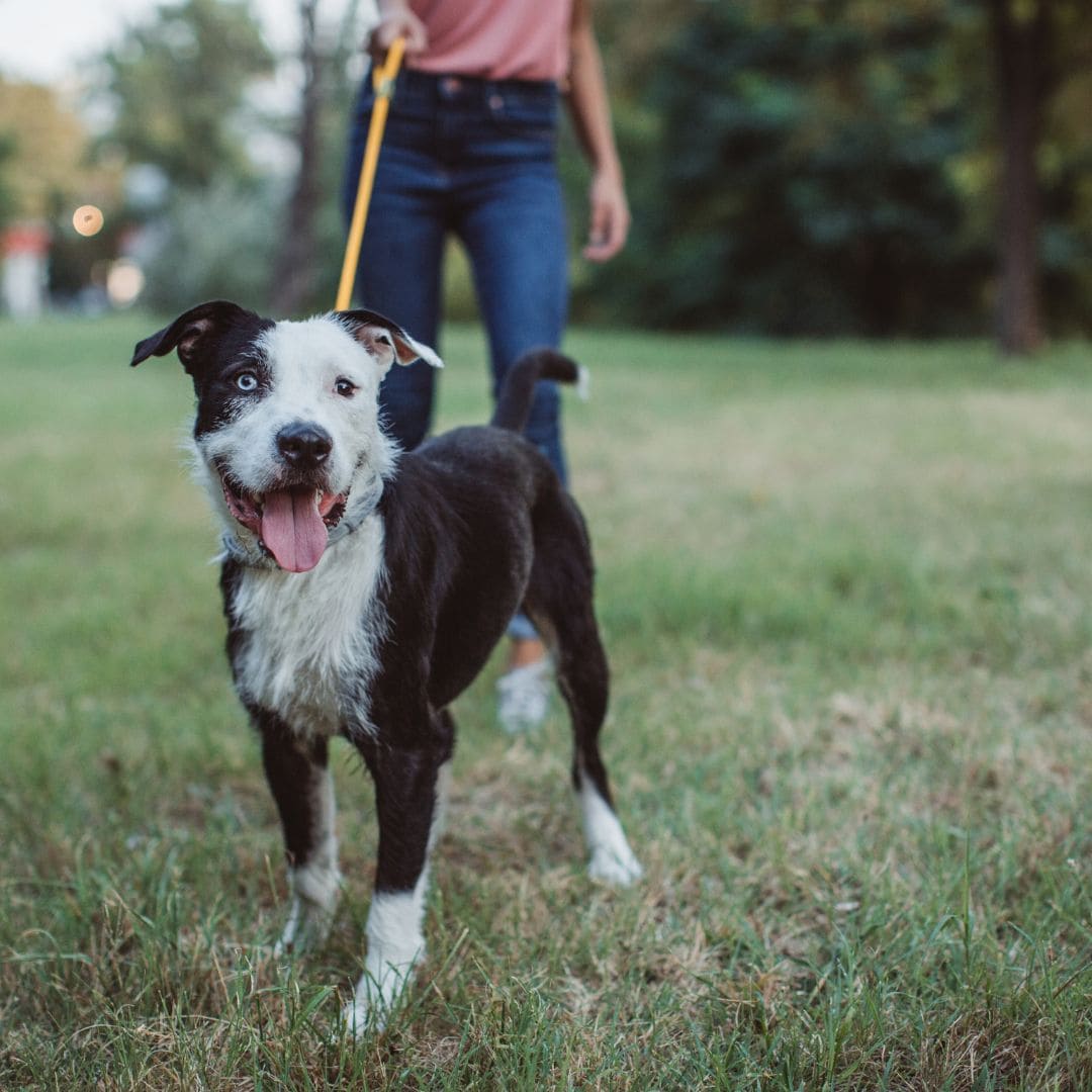 inooko-offre-speciale-educateu…eleveur-professionnel-canin