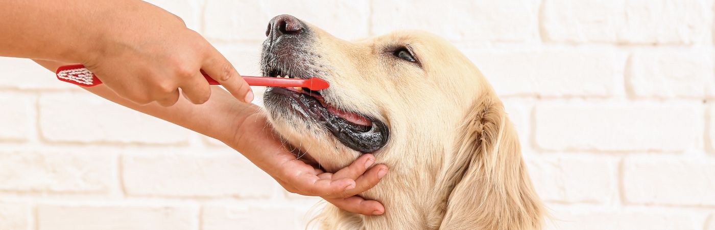 inooko-soins-dentaire-pour-chien-mauvaises-haleine