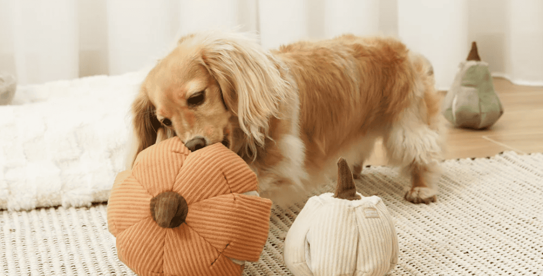 inooko_-_accessoires_pour_chien_-_collection_automne_1.png