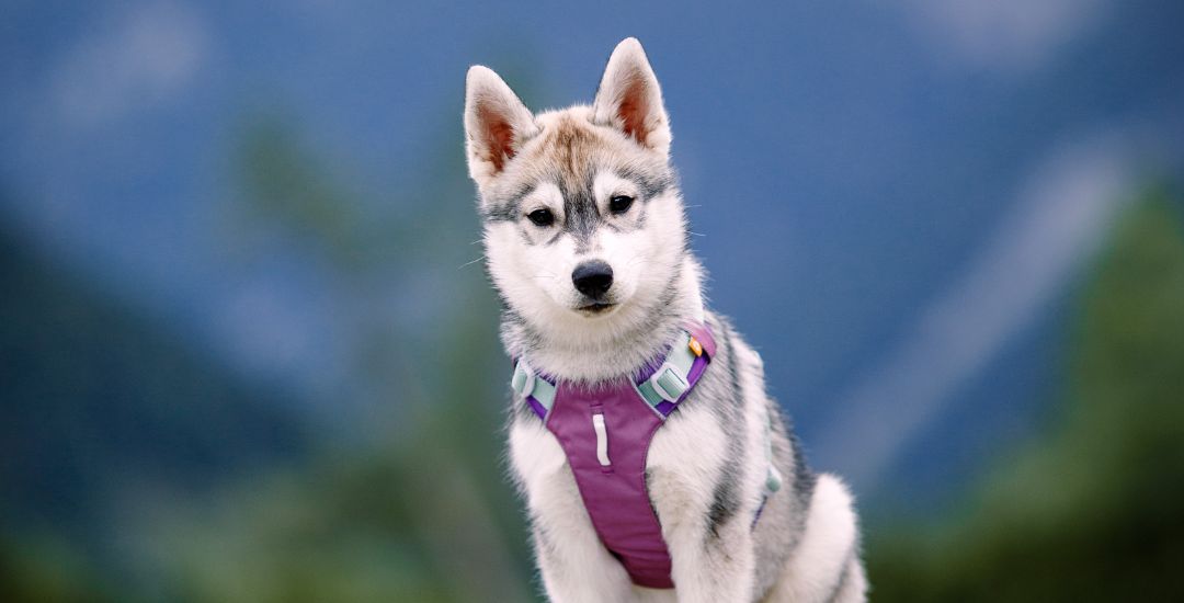 inooko nouveautés pour chien et chat Woolly wolf