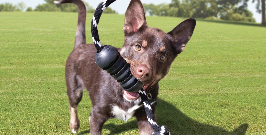 jouet resistant et indestructible pour chien bannière
