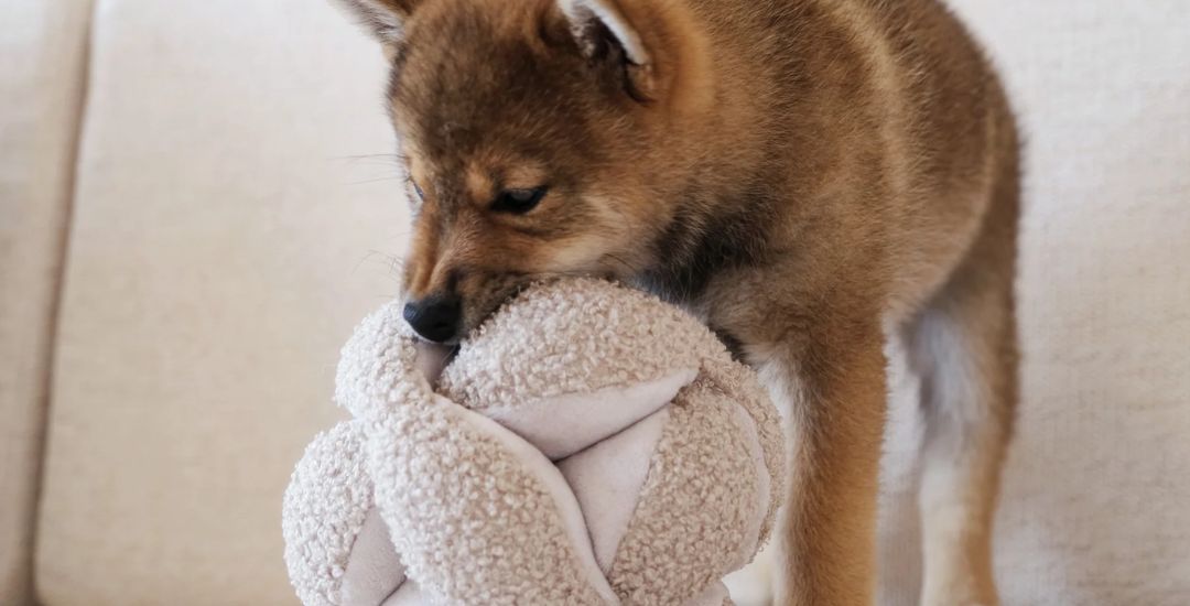 les meilleurs jouets d'occupation pour chiots - inooko