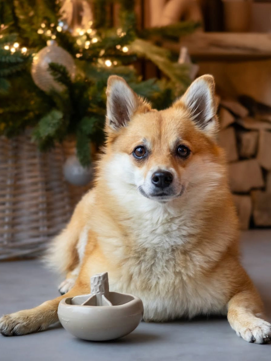 loblola-jouet-occupation-fouille-pour-chien-2025-champignon