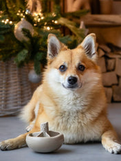 loblola-jouet-occupation-fouille-pour-chien-2025-champignon