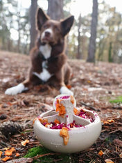 loblola-jouet-occupation-fouille-pour-chien-2025-champignon