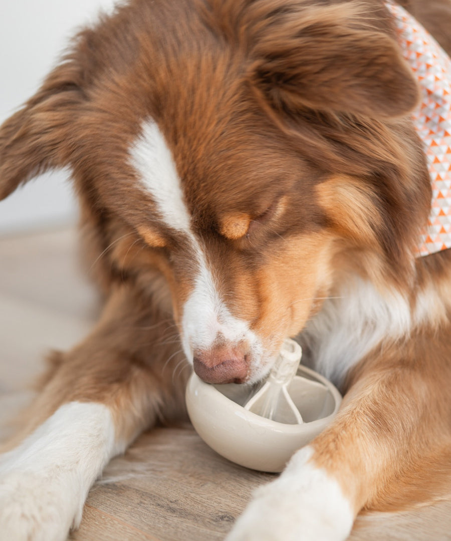 loblola-jouet-occupation-fouille-pour-chien-2025-champignon