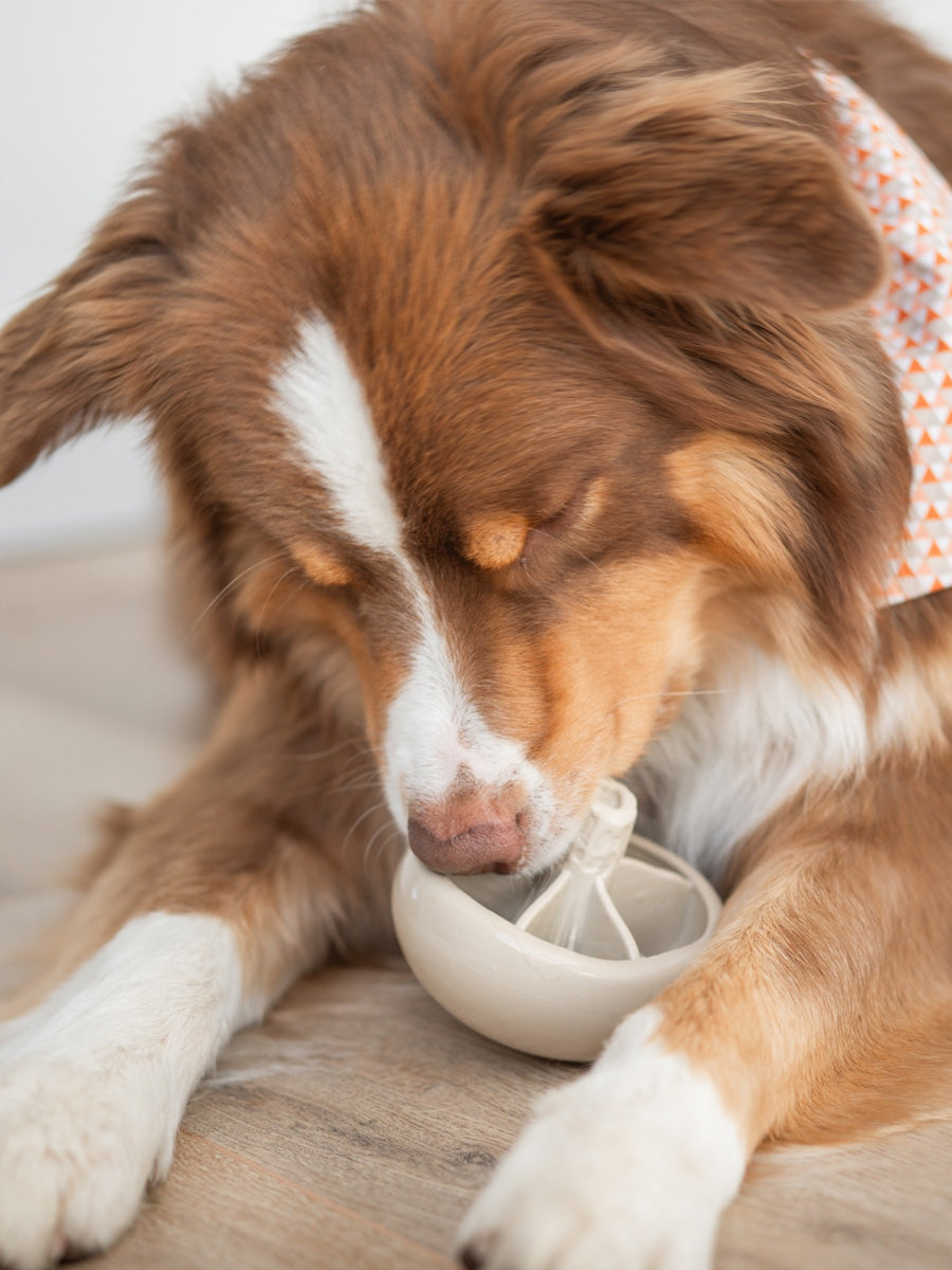 loblola-jouet-occupation-fouille-pour-chien-2025-champignon