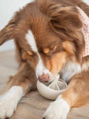 loblola-jouet-occupation-fouille-pour-chien-2025-champignon