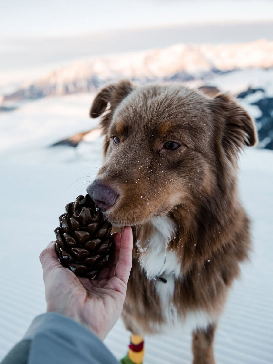 loblola-jouet-occupation-fouille-pour-chien-pomme-de-pain