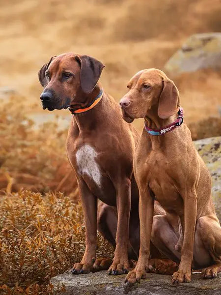 non-stop-dogwear-collier-chien-Trail-quest-collar-orange-noir