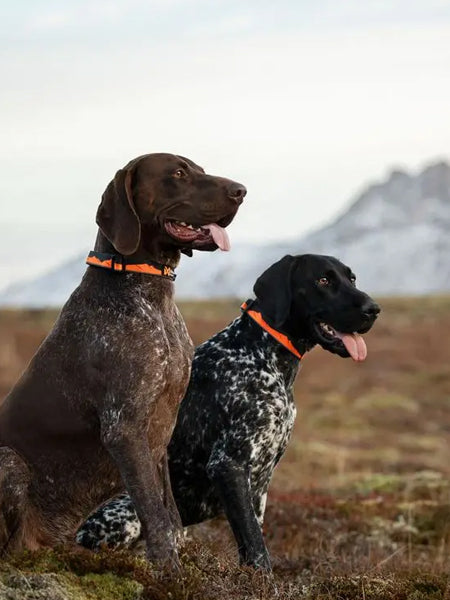 non-stop-dogwear-collier-chien-Trail-quest-collar-orange-noir