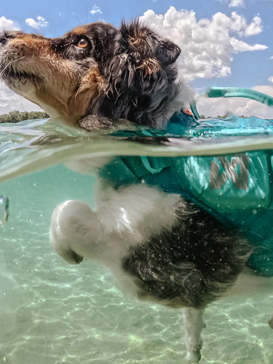 non-stop-dogwear-gilet-de-sauvetage-pour-chien-teal