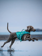 non-stop-dogwear-gilet-de-sauvetage-pour-chien-teal