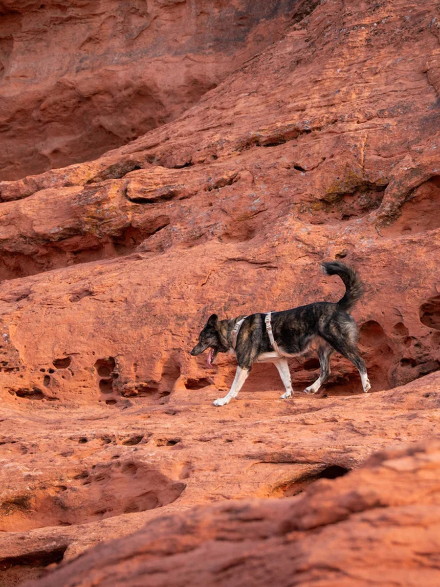 non-stop-dogwear-harnais-Trekking-Line-CLIP_N-Sable