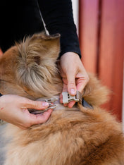 non-stop-dogwear-harnais-Trekking-Line-CLIP_N-Sable