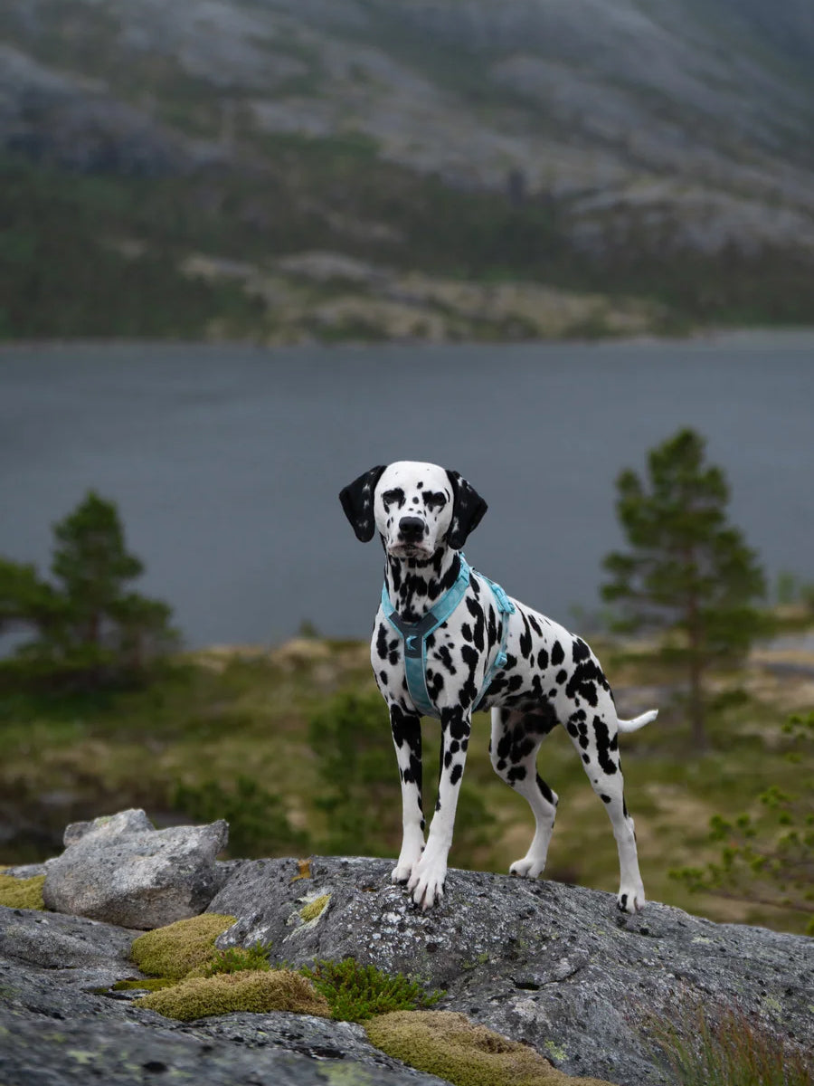 non-stop-dogwear-harnais-Trekking-Line-CLIP_N-ice-blue