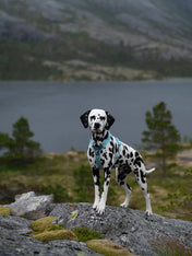 non-stop-dogwear-harnais-Trekking-Line-CLIP_N-ice-blue