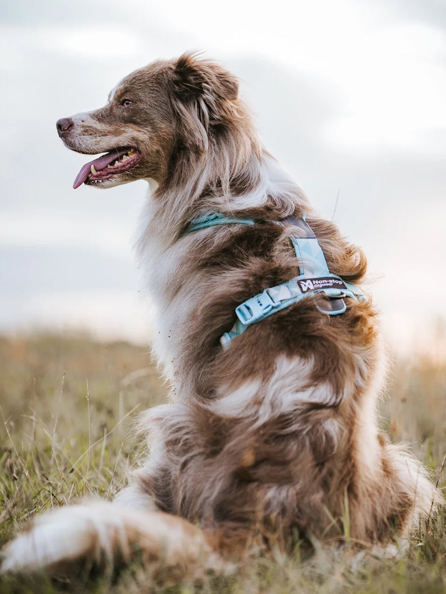 non-stop-dogwear-harnais-Trekking-Line-CLIP_N-ice-blue