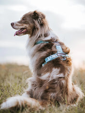 non-stop-dogwear-harnais-Trekking-Line-CLIP_N-ice-blue