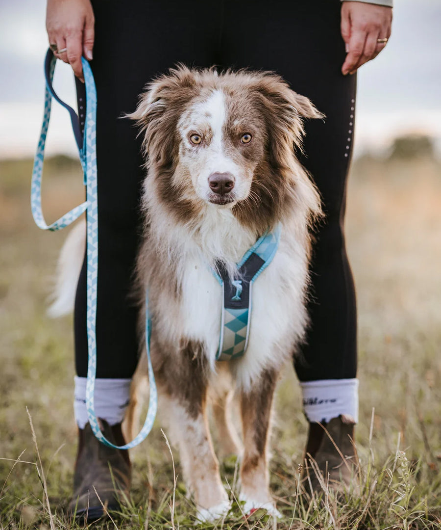 non-stop-dogwear-harnais-Trekking-Line-CLIP_N-ice-blue