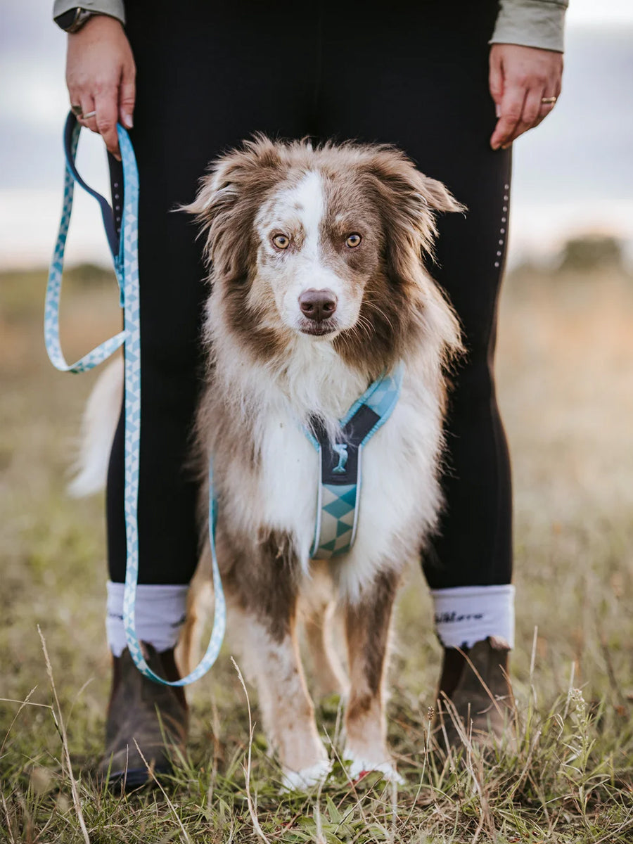 non-stop-dogwear-harnais-Trekking-Line-CLIP_N-ice-blue