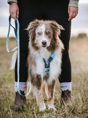 non-stop-dogwear-harnais-Trekking-Line-CLIP_N-ice-blue