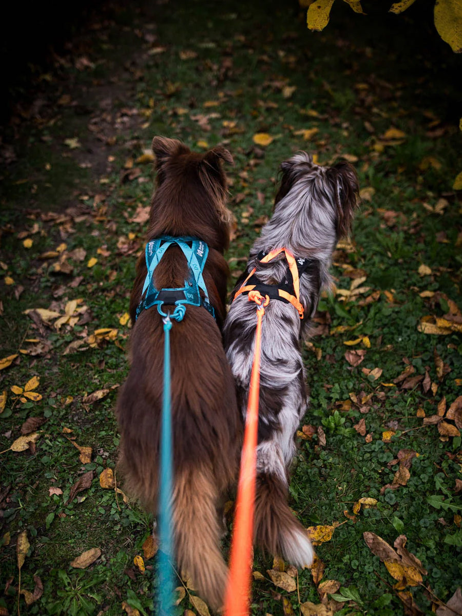 non-stop-dogwear-harnais-traction-rush-orange