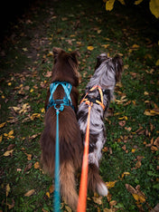 non-stop-dogwear-harnais-traction-rush-orange