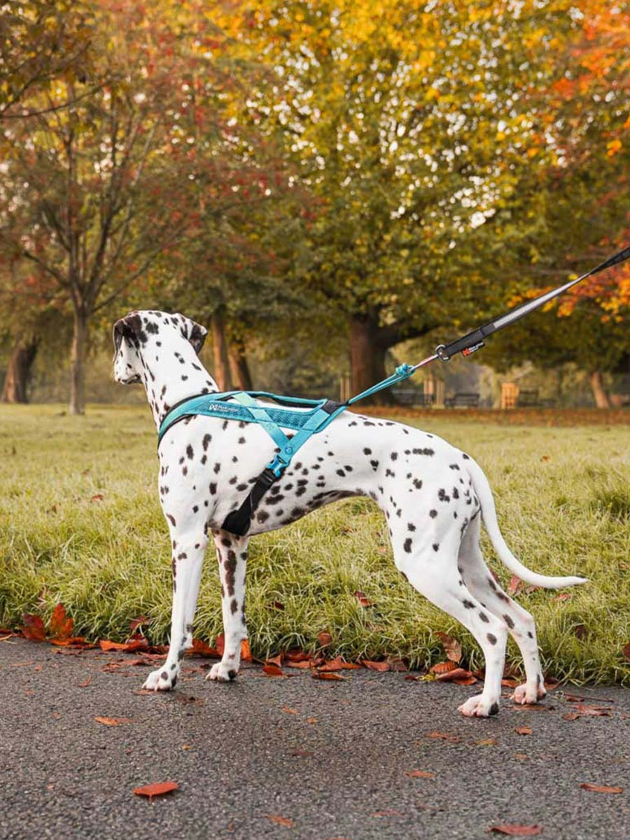 non-stop-dogwear-harnais-traction-rush-teal