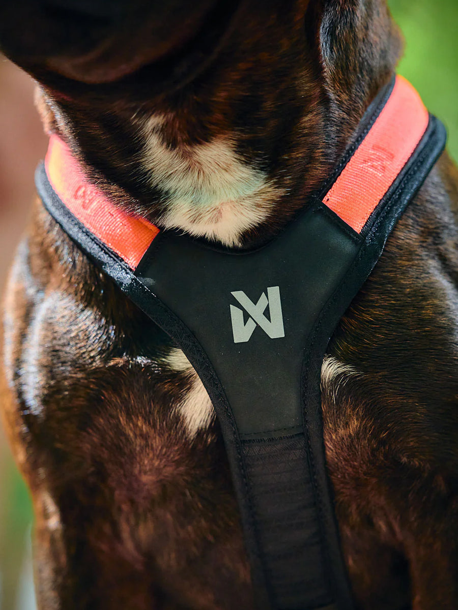 non-stop-dogwear-harnais-traction-rush-orange