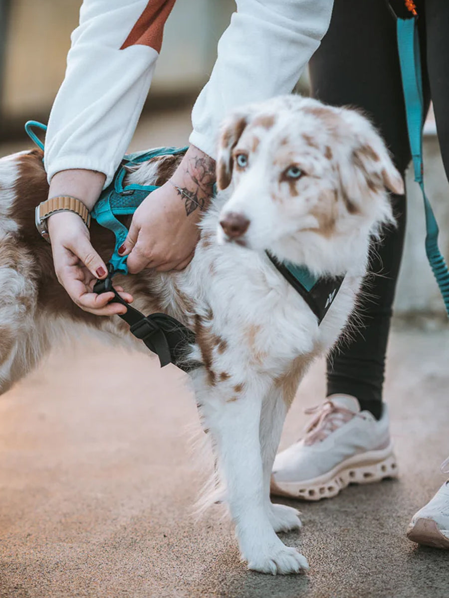 non-stop-dogwear-harnais-traction-rush-teal