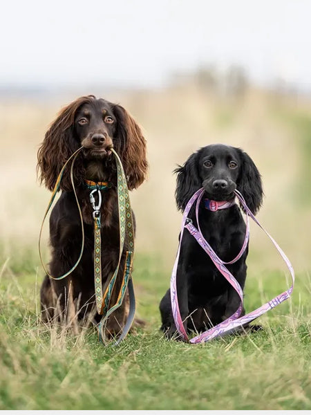 non-stop-dogwear-laisse-chien-Line-5.0-Rachel-Pohl-edition-teal