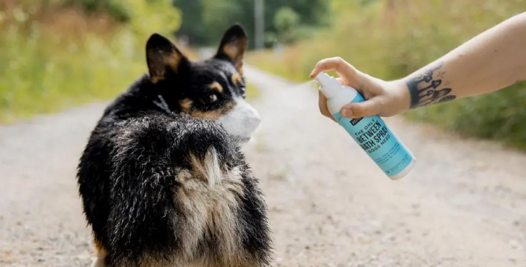 parfum pour chien - inooko