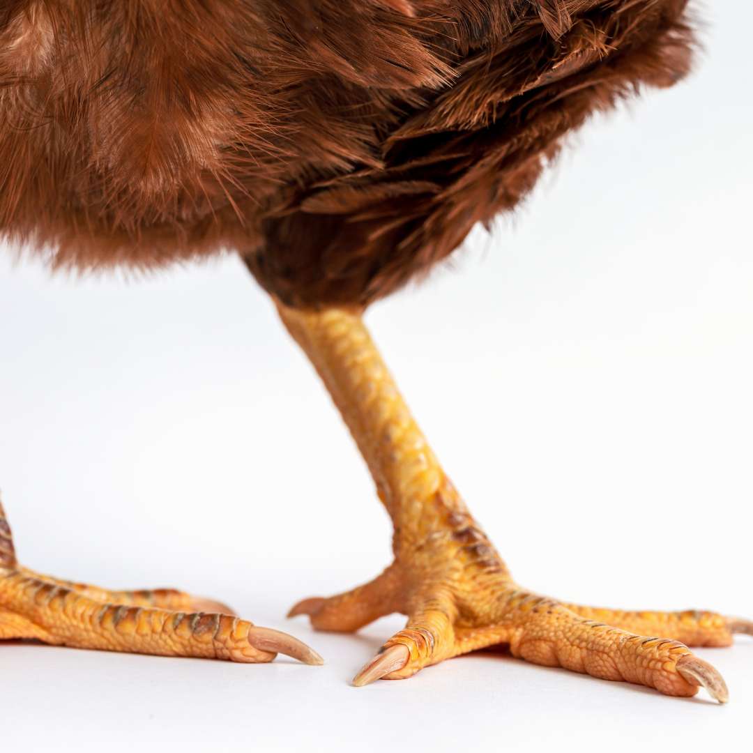 Pattes de poulet à mâcher pour chien - Friandises de mastication