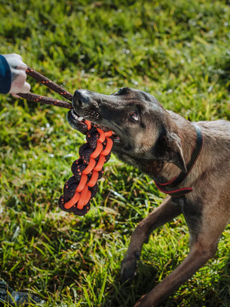     pet-play-jouet-en-corde-chien-Novarope-Twist