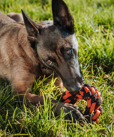       pet-play-jouet-en-corde-chien-Novarope-ring