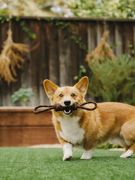 pet-play-jouet-en-corde-chien-Tug-rope