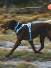 ruffwear-collier-front-range-flex-pour-chien-bleu