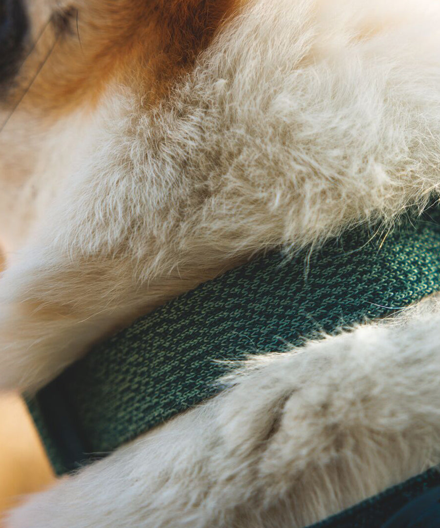 ruffwear-collier-front-range-flex-pour-chien-teal