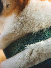 ruffwear-collier-front-range-flex-pour-chien-teal